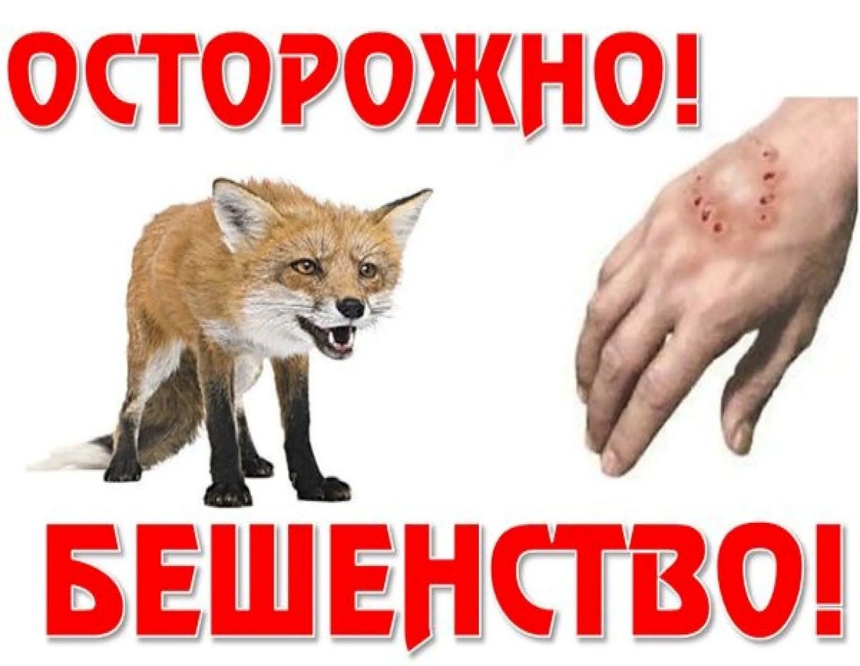 28 сентября 2026 года - Всемирный день борьбы против бешенства